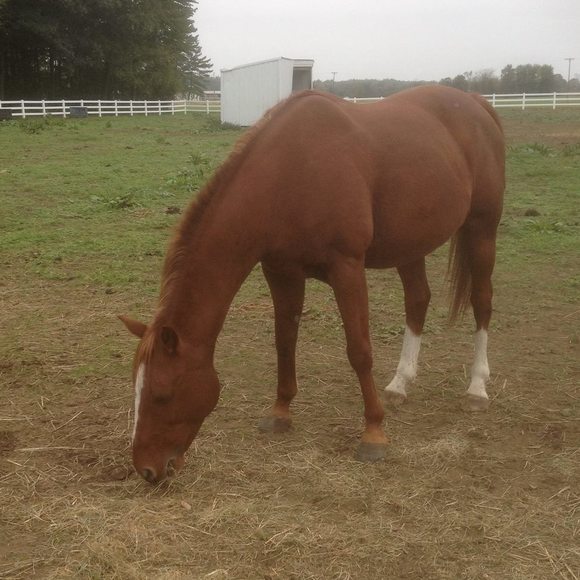 Meet your Posher, Brenda - Picture 1 of 1